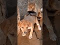 Monkey And Dog PuppyЁЯСЙЁЯП ЁЯРТЁЯЩИЁЯШЕЁЯдгЁЯдктЭдтЭдя ПтЭдтЭдя П ЁЯРй Youtubeshorts Monkey And Dog PuppyЁЯСЙЁЯП ЁЯРТЁЯЩИЁЯШЕЁЯдгЁЯдктЭдтЭдя ПтЭдтЭдя П ЁЯРй Youtubeshorts