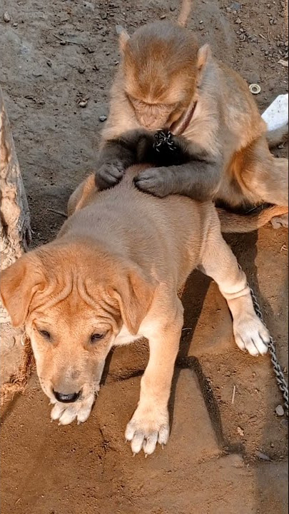 monkey and dog puppy👉🏻🐒🙈😅🤣🤪❤❤️❤❤️#🐩#youtubeshorts