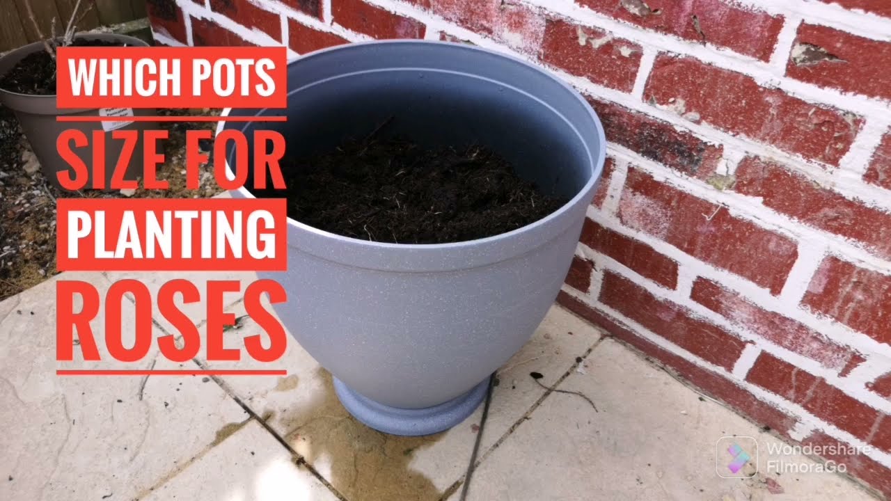Which pot size for planting roses. YouTube