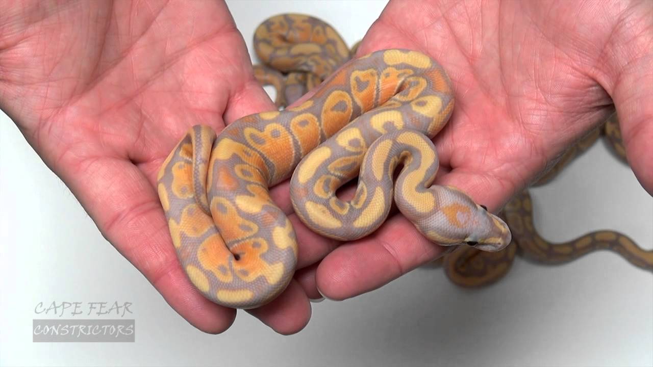 video phone beyonce mp3 2014 Coral Glows!