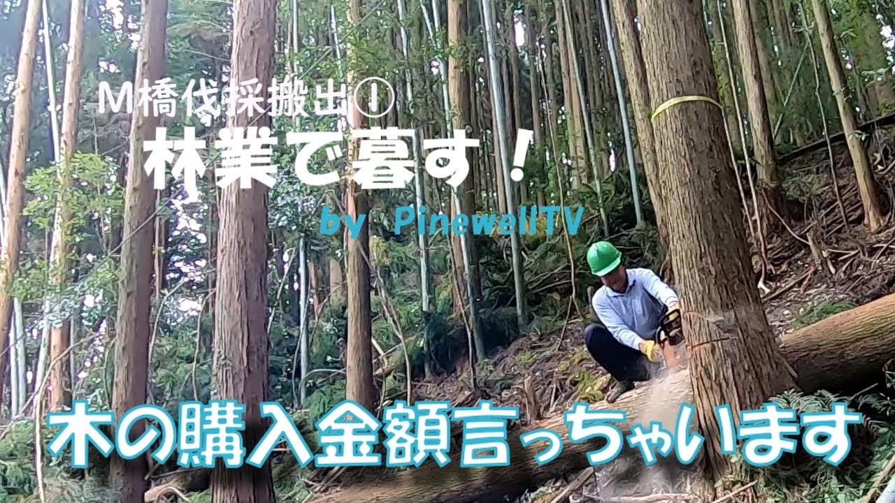 林業で暮す！M橋伐採搬出①山の木購入代金発表