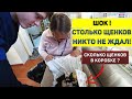 СКОЛЬКО РОДИЛОСЬ ЩЕНКОВ !? Не поверили ветеринару! Английский Бульдог роды.