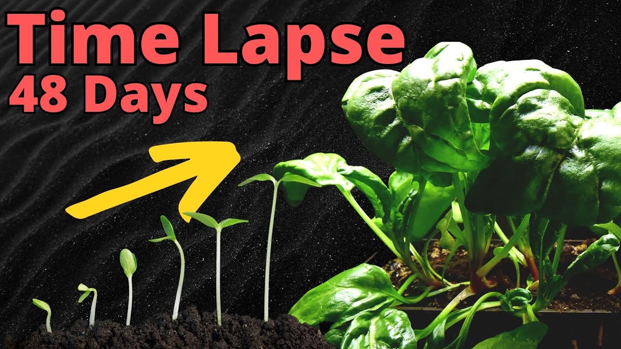 Watch SPINACH Grow From Seed to Harvest in TIMELAPSE YouTube