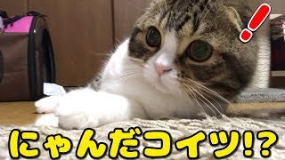 カメラに写った自分に驚く子猫【スコティッシュフォールド】【Scottish Fold】