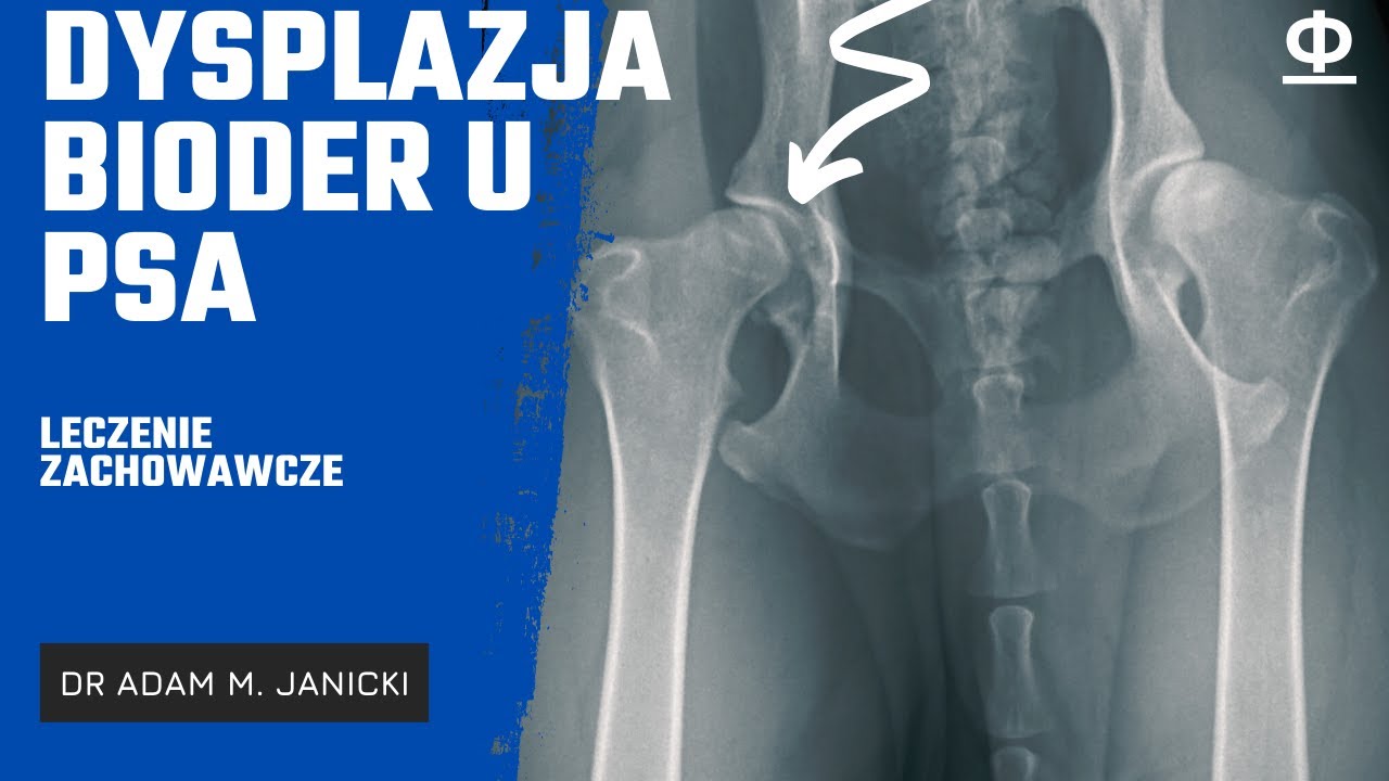 Dysplazja bioder psa, leczenie zachowawcze, prawo złotego podziału w diagnostyce Dr Adam M. Janicki