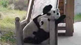 Pandas on a slide