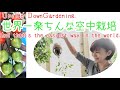 【手品ですか？】秒で苗をペットボトルに入れてみせます！This method is the easiest. Put the tomato seedlings in a plastic bottle.