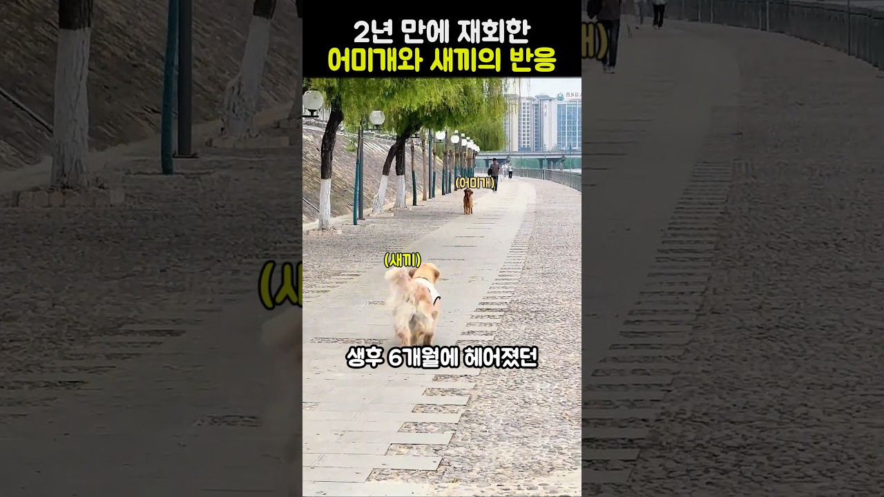 2년 만에 재회한 어미개와 새끼의 반응 #강아지 #반려견 #감동 #골든리트리버