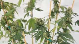G8 450 watt LED Harvest, Summary and Flower Shots