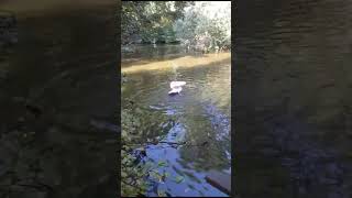 A pelican dive #animals #pelicans #birds