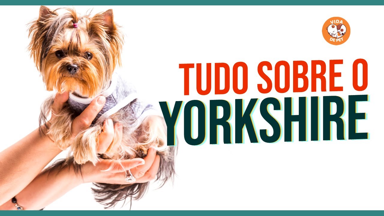 CONHEÇA A ORIGEM DA RAÇA YORKSHIRE - YouTube