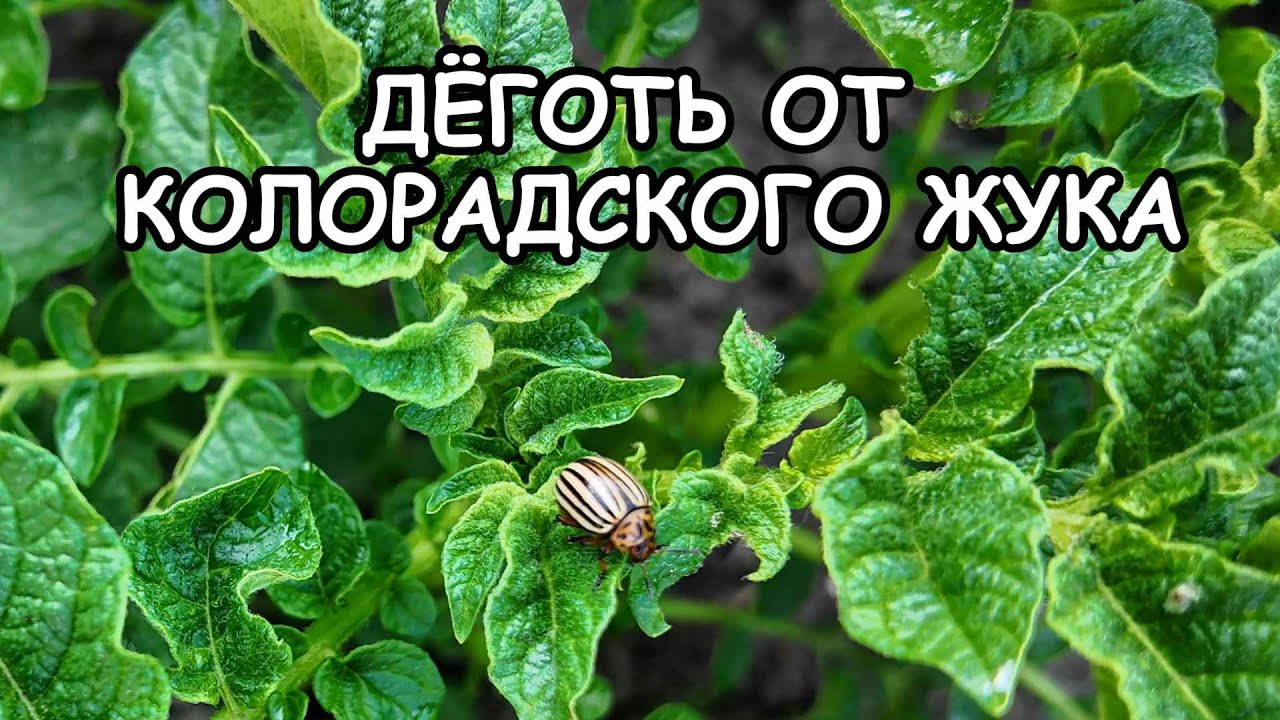Берёзовый дёготь против колорадского жука — правда или миф?