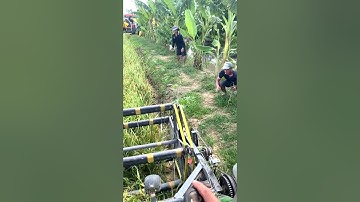 Cắt lúa bắt chuột