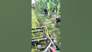 Cắt lúa bắt chuột