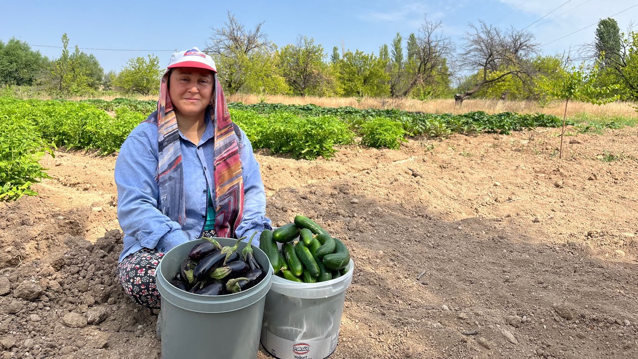 Vatanımızın Bereketli Topraklarından İlk Mahsüllerimizi Topladık❗️|Allah Bereketini Eksik Etmesin 🤲🏻