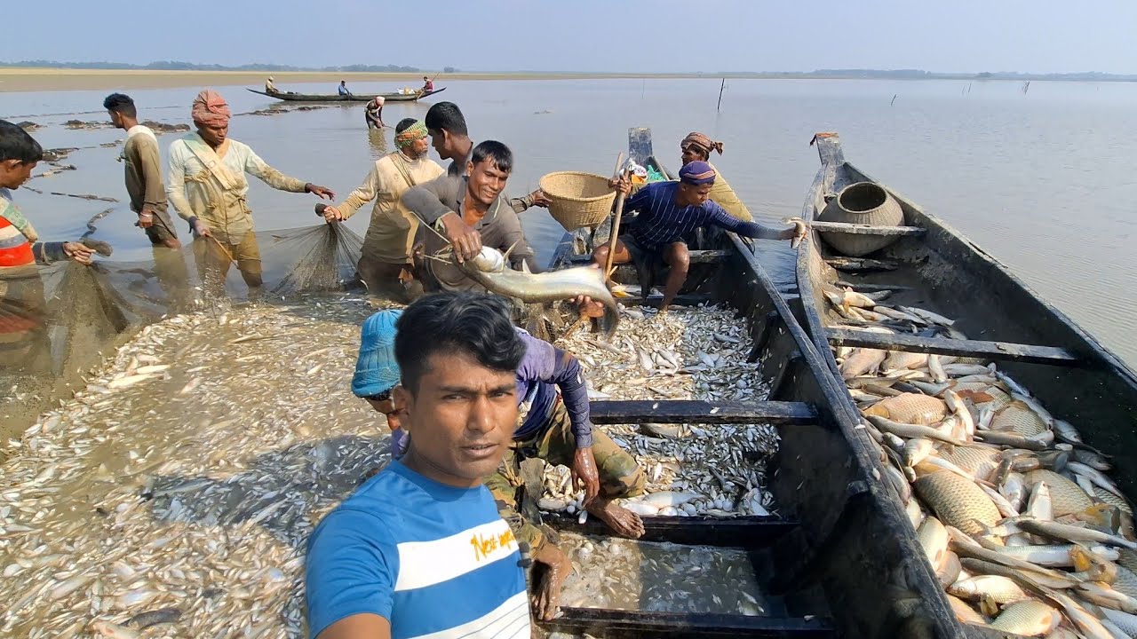 হাকালুকি হাওরের বিখ্যাত মালাম বিল থেকে ধরা হচ্ছে লক্ষ লক্ষ টাকার দেশি প্রজাতির বড় মাছ।।#hakaluki TV