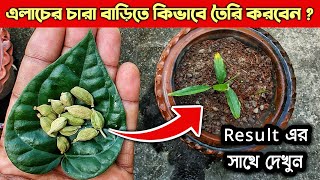 এলাচ এর বীজ থেকে  চারা তৈরীর সম্পুর্ন পদ্ধতি || How To Grow Cardamom Plant From Seeds At Home