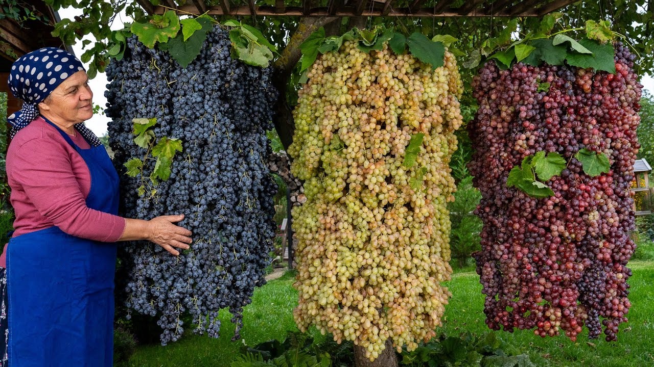 ⁣Grape Harvesting and Prepare OLD FASHIONED GRAPE JAM