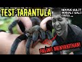 DIGIGIT BERKALI KALI GIGITAN TARANTULA PALING MENYAKITKAN DAN CARA MENGOBATINYA 