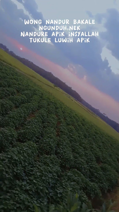 Nandur Bakal Ngunduh #jawapride #jowostory