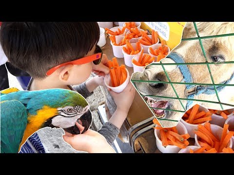 뉴욕이의 손가락 조심! 동물 먹이주기 체험 놀이 당나귀 앵무새 흰사슴 염소 제주 공룡랜드 뉴욕이랑 놀자 NY Toys