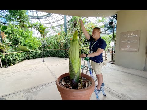 2022 Corpse Flower at The Huntington