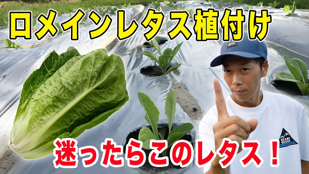 Planting romaine lettuce: If you're not sure which lettuce to grow