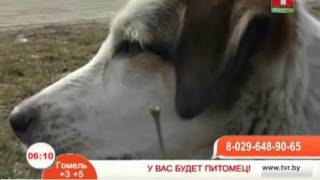 Собака Белка ждет любящего хозяина. Так же пристраиваются семеро щенков. Собака Белка ждет любящего хозяина. Так же пристраиваются семеро щенков.
