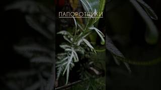#Папоротники после тропического дождя. #растения #комнатныерастения #красота #релакс #садоводство