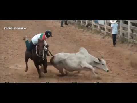 🤠 Pija Que sera que se emociona la chacha que le dediquen MISCOLEADAS POR TU AMOR 💚🐴