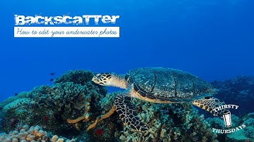 Backscatter - How to edit your underwater photos