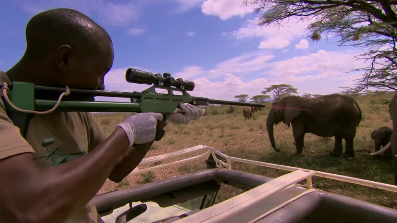 ⁣Tranquillising Wild African Elephants | This Wild Life | BBC
