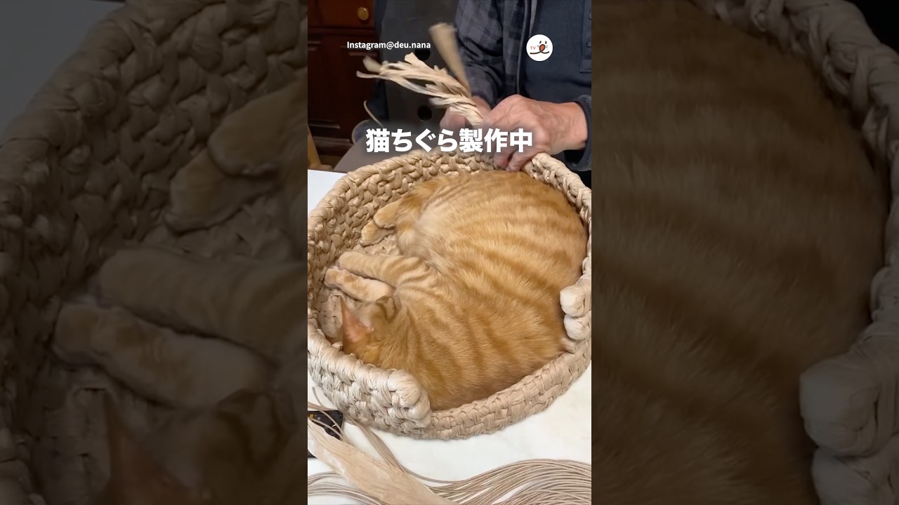 オーダーメイドだったハズの猫ちぐら｜PECO - YouTube