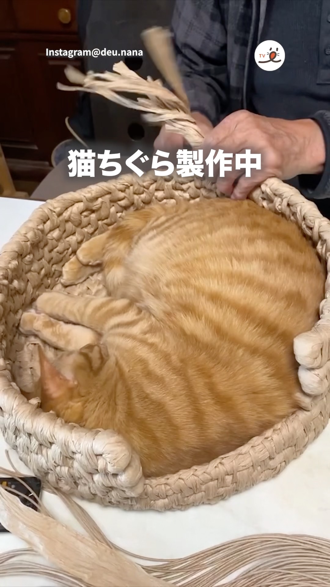 オーダーメイドだったハズの猫ちぐら｜PECO - YouTube