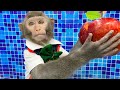 Adorable baby monkey bim bim harvest fruit and eats apple with the ame