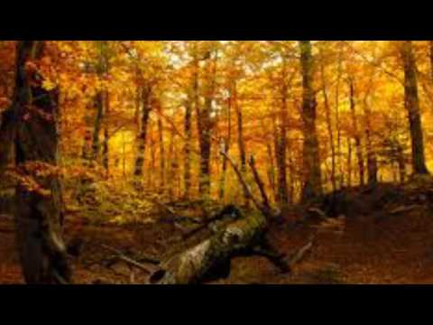 Video: Autumn Romance In The Country
