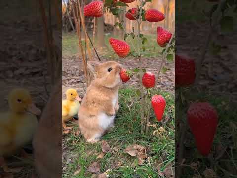 Cute Bunny / 너무 귀여운 아기 토끼 딸기 먹방 ASMR / So Cute Baby Rabbit Strawberry Eating MUKBANG ASMR #shorts