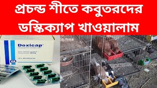 এই শীতে প্রচন্ড ঠান্ডায় কবুতর গুলকে ডস্কিক‍্যাপ খাওয়ালাম সুস্থ থাকার জন্য viralkobutor pigeon