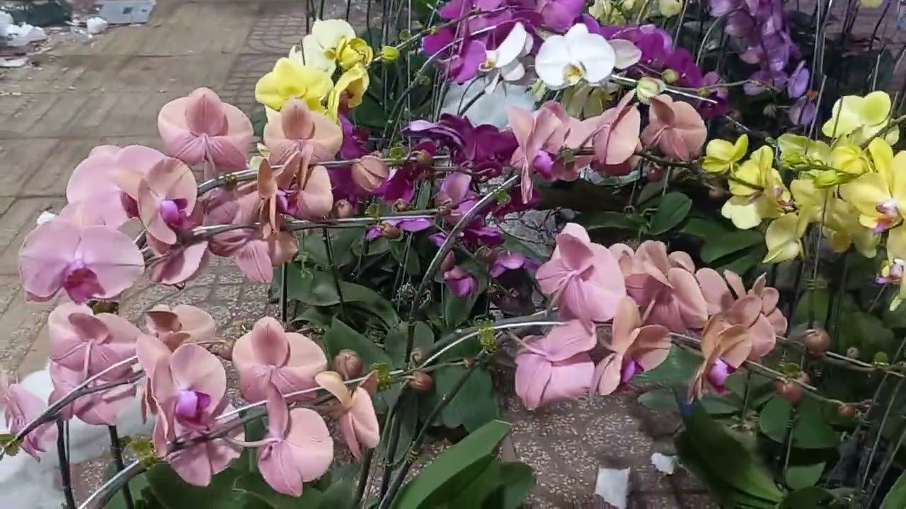 Còn 1 ngày nữa là chuỷen qua năm mới ,ca