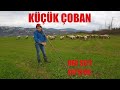 KÜÇÜK ÇOBAN BENİ BÜYÜLEDİ | KOYUNLARA NASIL BAKIYOR | UMUTTEPE KOCAELİ