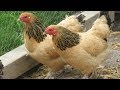 Brahma Chickens | Very Large Winter Hardy