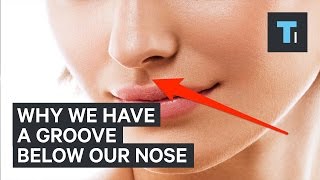 Here's why we have that little groove below our nose