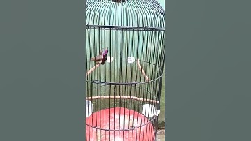 KONIN KAWIN #BREEDING