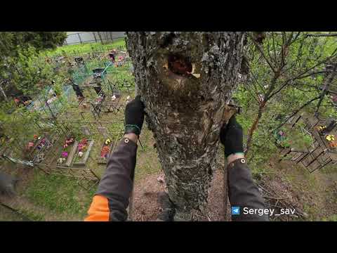 видео: Спил упавшей елки с завешиванием на кладбище