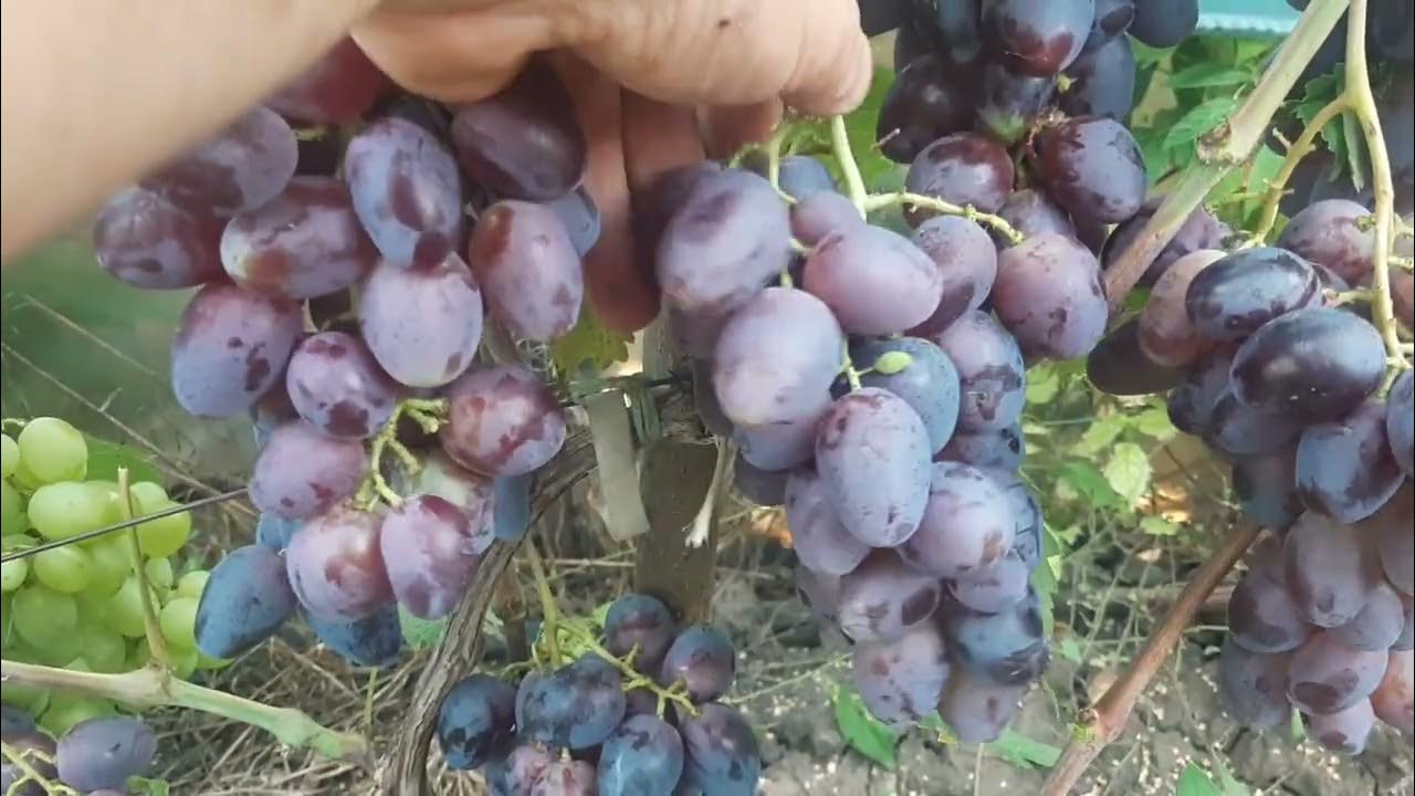 Самые вкусные сорта винограда Виноград VM Дзен