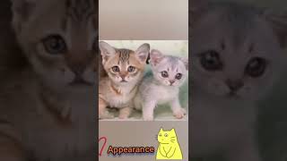 'Burmilla' Rare  Cat #rarecat #burmilla #cats #cat #catsvideo #catshorts #catlover #catslover