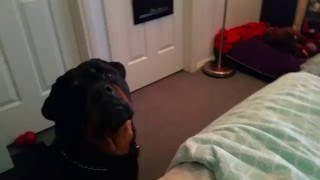 Rottweiler trying to be cute to get some Sushi by LIFE OF KODA 24,864 views 8 years ago 1 minute, 1 second