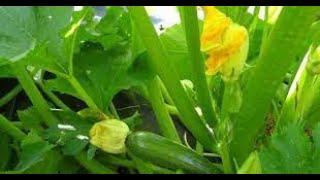 زراعة الخضر: زراعة الكرعة  الاخضر ( الكوسة) عن طريق البذور _المرحلة الاولى