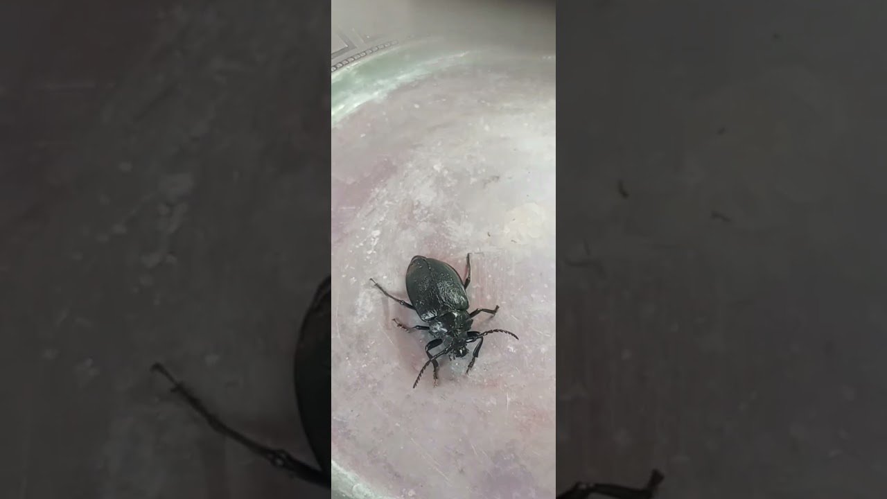 How Is This Bug Still Alive? Part 1