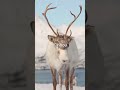 I Simulated Nanuqsaurus in Arctic Canada, Big Mistake